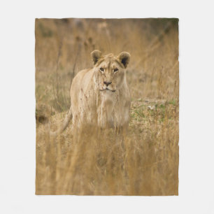 COBERTOR DE VELO LIONESS IN THE GRASS
