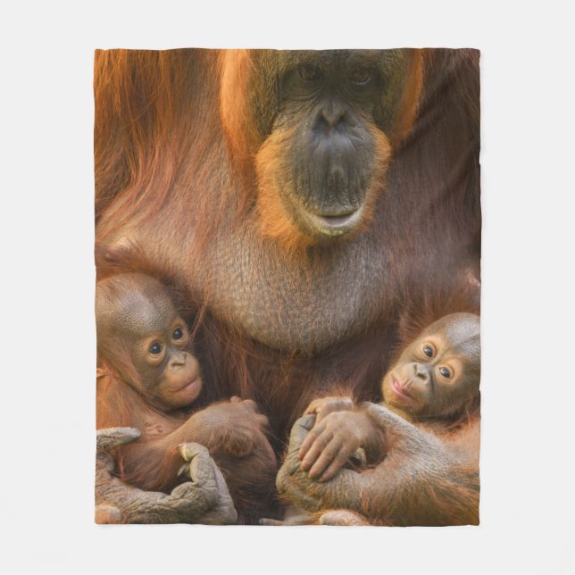 Cobertor De Velo Mãe Orangutan Segurando Dois Bebês (Frente)