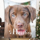 Cobertor De Velo Melhor Cão Personalizado Pet Labrador Foto De Pupp (Criador carregado)