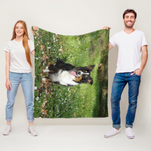 Cobertor De Velo Miniature American Shepherd Preto Tri Sentado