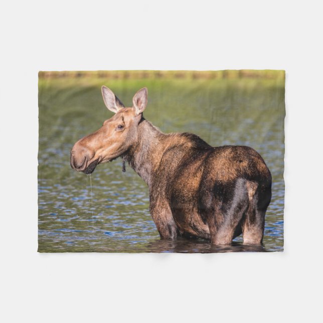 Cobertor De Velo Moose Feeding in Glacier National Park, Montana (Frente (Horizontal))