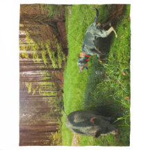 O Catahoula e o Blanket do Peão Selvagem