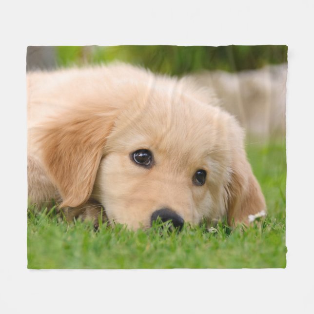 Cobertor De Velo Ouro Retriever Cute Puppy Sonhando, aconchegante (Frente (Horizontal))