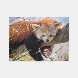 Cobertor De Velo Pantaninha vermelha preguiçosa