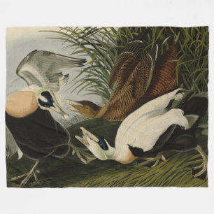 Cobertor De Velo Pato Eider, Cavaleiro Comum, Aves de Audubon da Am