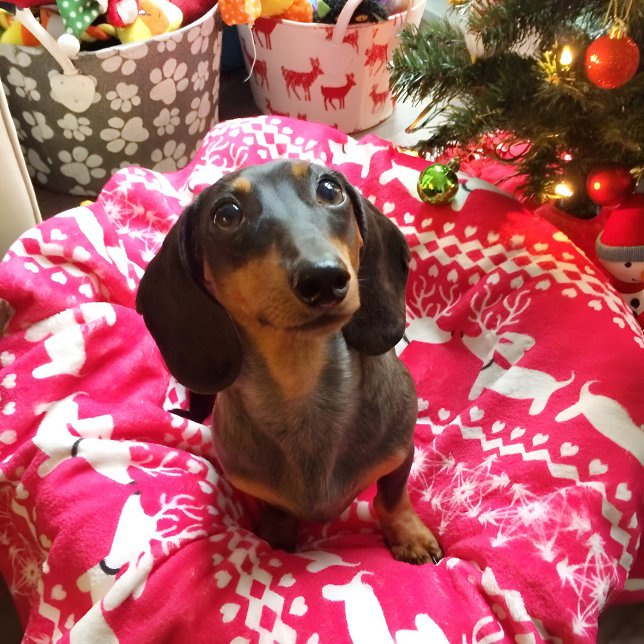 Cobertor De Velo Pink Dachshund Fair Isle Christmas Blanket (Pink wiener dog Christmas blanket featuring reindeer dachshunds. )