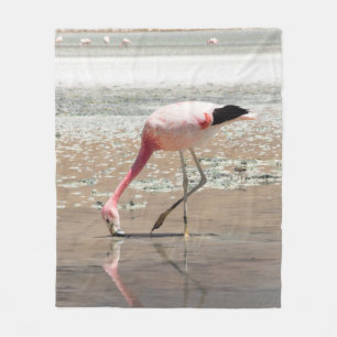 COBERTOR DE VELO PINK FLAMINGO NO CORPO DA ÁGUA