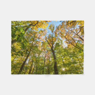 Cobertor De Velo Queda em uma Floresta em Amesbury, Massachusetts