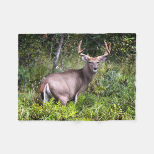 Cobertor De Velo Whitetail Buck Fotografia