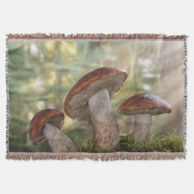 Cobertor EUA, Washington, Seabeck. Leccinum Insigne (Frente)