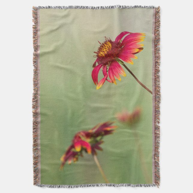 Cobertor Flores Cone começando a florescer (Frente Vertical)