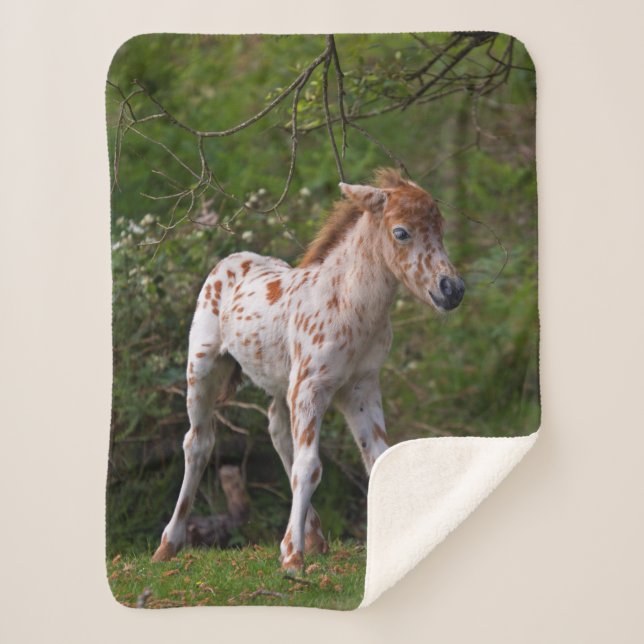 Cobertor Freckles Sherpa (Frente)