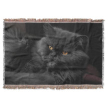 Gato Persa Preto