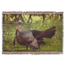 Homem Tom Turquia Exibindo Penas