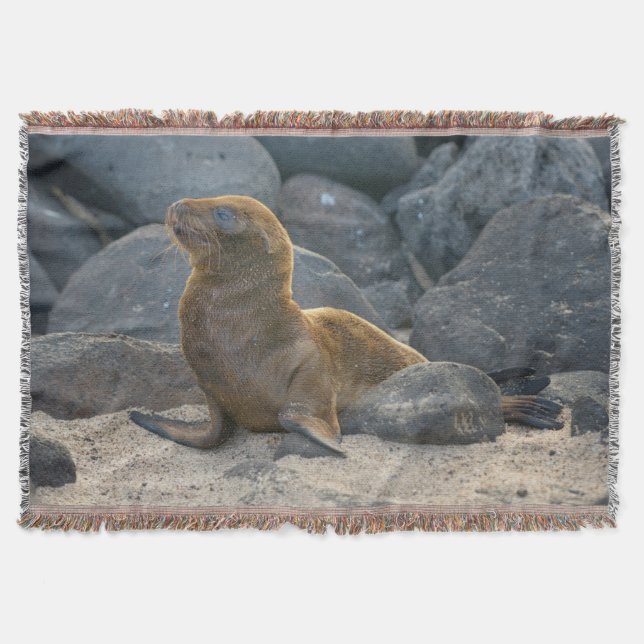 Cobertor Leão-marinho-das-galápagos (Frente)