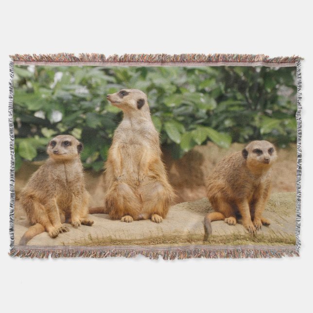 Cobertor Meerkat 008 (Frente)