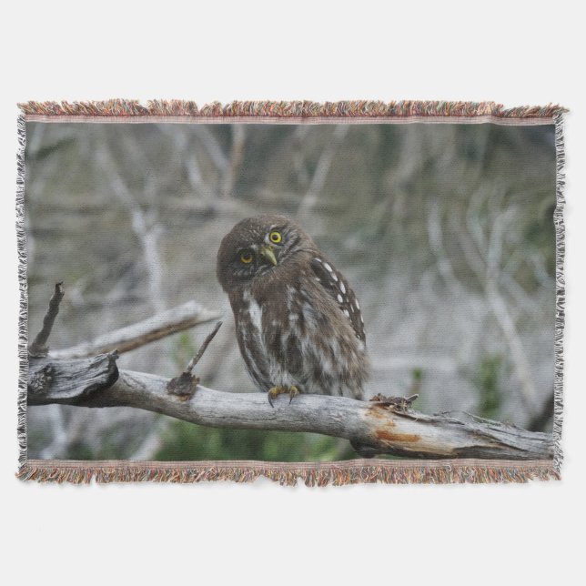 Cobertor Norte Pygmy Owl (Frente)