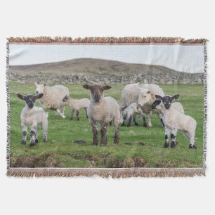 Cobertor Ovelha Shetland