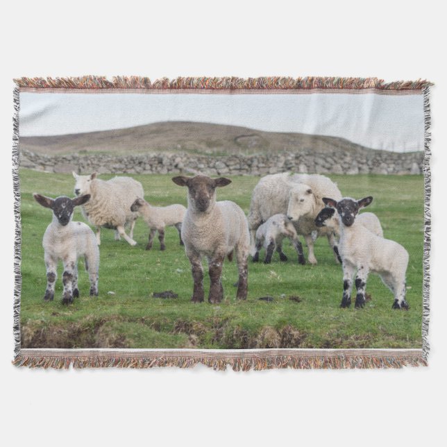 Cobertor Ovelha Shetland (Frente)