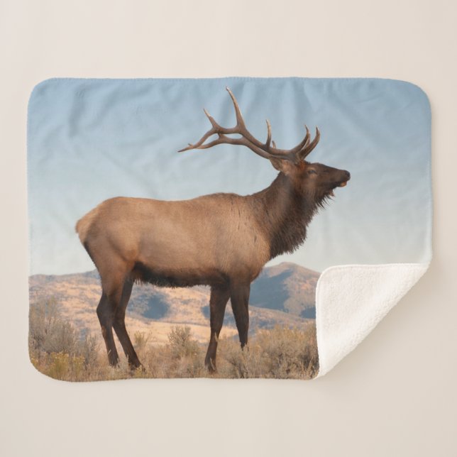 Cobertor Sherpa Alce Macho Perto de Mammoth | Wyoming (Frente (Horizontal))