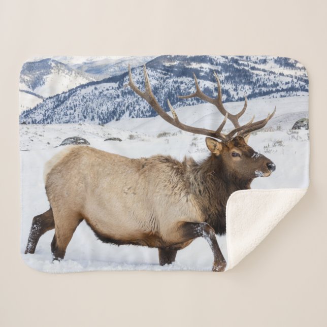 Cobertor Sherpa Alce macho | Wyoming (Frente (Horizontal))