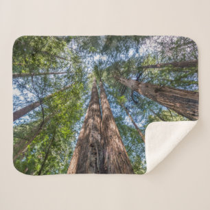 Cobertor Sherpa Árvores Redwood Condado de Marin, Califórnia