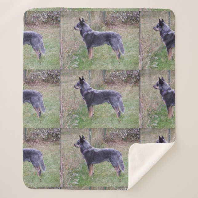 Cobertor Sherpa Australian_Cattle_Dog_blue completo (Frente)