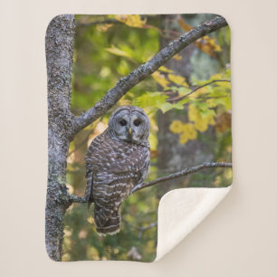 Cobertor Sherpa Barred Owl em outono   Alger County, MI