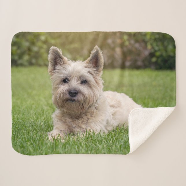 Cobertor Sherpa Bebês Mais Pobres | Cairn Terrier Dog (Frente (Horizontal))