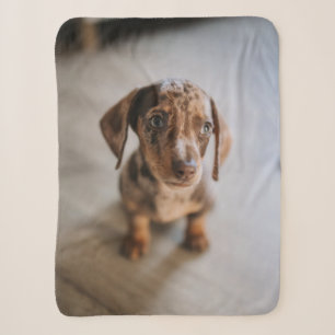 Cobertor Sherpa Bebês Mais Pobres   Castanho Dachshund Puppy