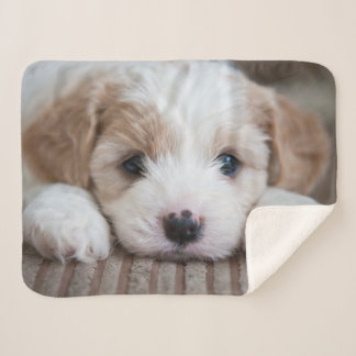 Cobertor Sherpa Bebês Mais Pobres | Cavashon Puppy