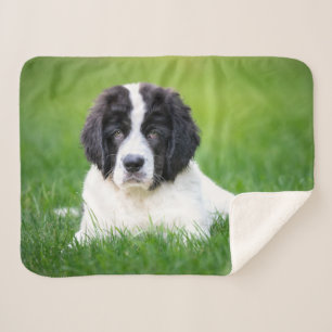 Cobertor Sherpa Bebês Mais Pobres Cuppy de Terra Nova