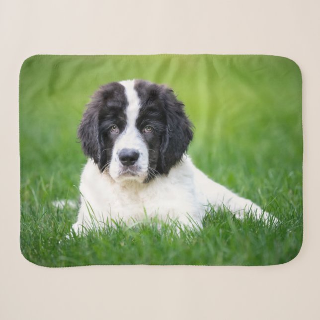 Cobertor Sherpa Bebês Mais Pobres | Cuppy de Terra Nova (Frente (Horizontal))