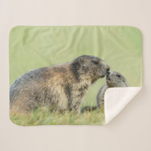 Cobertor Sherpa Bebês Mais Pobres Família Marmot Alpina