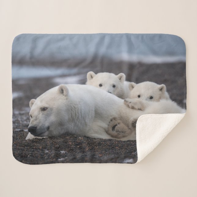 Cobertor Sherpa Bebês Mais Pobres | Família Polar Bear Alaska (Frente (Horizontal))