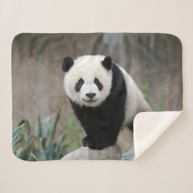 Cobertor Sherpa Bebês Mais Pobres | Giant Panda Baby (Frente (Horizontal))