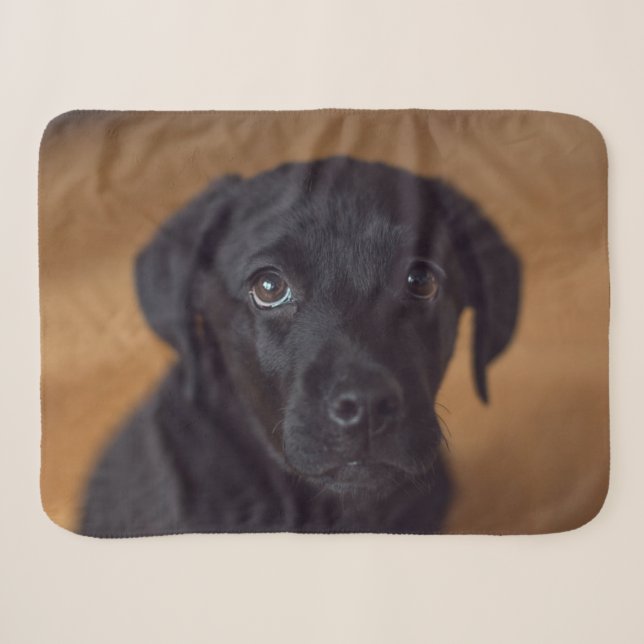 Cobertor Sherpa Bebês Mais Pobres | Labrador Preto (Frente (Horizontal))