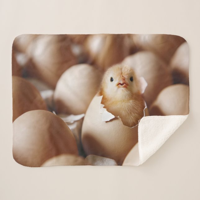 Cobertor Sherpa Bebês Mais Pobres | Novo Pintinho (Frente (Horizontal))