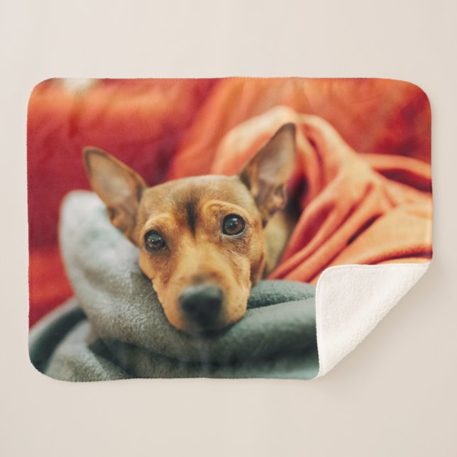 Cobertor Sherpa Bebês Mais Pobres | Pinscher miniatura (Frente (Horizontal))