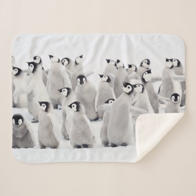 Cobertor Sherpa Bebês Mais Pobres | Pintinhos Imperadores Pinguins (Frente (Horizontal))