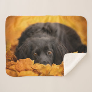 Cobertor Sherpa Bebês Mais Pobres Puppia Espanhola Negra