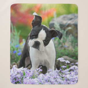 Cobertor Sherpa Boston Terrier Dog Cute Puppy Animal Head Photo