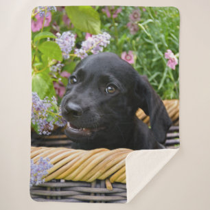 Cobertor Sherpa Cachorro Negro-Bonito Labrador Retriever Foto Pet 