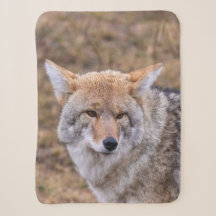 Cachorro Selvagem Lobo Coyote