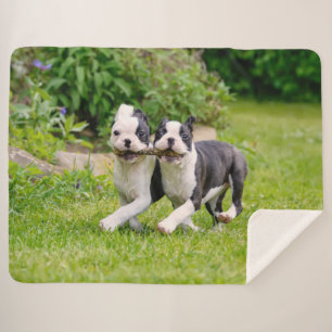 Cobertor Sherpa Cachorros bem engraçados de Boston Terrier brincan