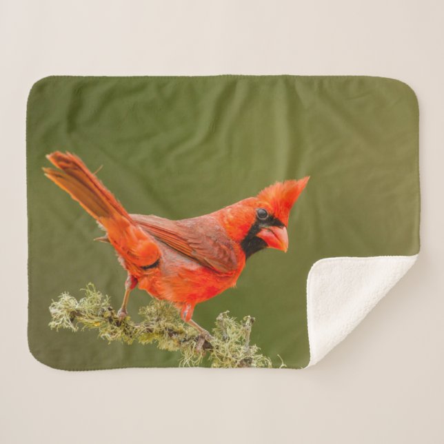 Cobertor Sherpa Cardinal macho no galho (Frente (Horizontal))
