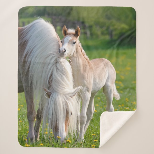 Cobertor Sherpa Cavalos De Haflinger Façam Um Foco De Bebê Com Fot (Frente)