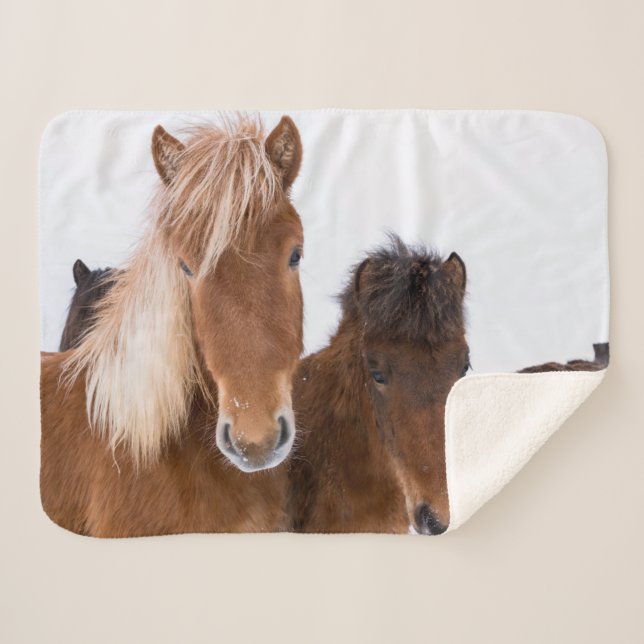 Cobertor Sherpa Cavalos islandeses fofos juntos (Frente (Horizontal))