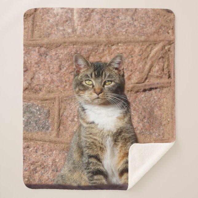 Cobertor Sherpa Church Cat (Frente)