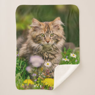 Cobertor Sherpa Cute Tabby Maine Coon Kitten Cat Head Foto